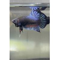 ราคา ปลากัดมาเลย์ลูกนอก นำเข้า R104 คละสี ปลาหมัก (22172234575)