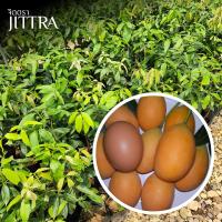 ราคา จิตตรา ต้นพันธุ์มะยงชิดพันธุ์ทูลเกล้า มะปรางลำยงค์ เสียบยอดสูง 50 70 ซม ปลูกปีเดียวติดลูก พร้อมส่ง เครมฟรี ต้นพันธุ์ผลไม้ ต้นเตี้ย ผลดก (22799230048)