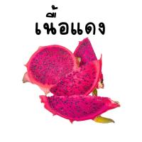 ราคา แก้วมังกรภูเรือ ขาว แดง 1 กก ตัดสดจากสวน (19787369714)