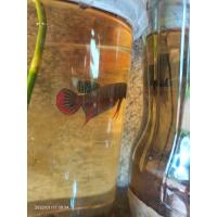 ราคา ปลากัดทุ่งเชื้อ25 30 ลูกสาดสงขลา ปากดีกัดทนมีใจ รับประกันคัดเกรดทุกตัวก่อนส่งถึงมือลูกค้าไม่ดีไม่ขายสินค้าเสียหายพร้อมรับประกัน (17423000890)