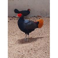 ราคา ไข่เชื้อไก่ฟ้าหางส้ม ไก่ฟ้า ไร้หงอนมาเลย์ อีกชนิดของไก่ฟ้าที่มีถิ่นอาศัยในประเทศมาเลย์เซีย ให้ไข่ปีละ2ชุดครั้งละ8 10ฟองครับจัดเป็นไก่ฟ้าที่พบเลี้ยงกันไม่มากในไทย (22862238389)