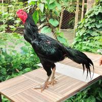 ราคา ไข่เชื้อไก่ชน ก๋อย ง่อน สายกระทิง ชุดละ 4 ฟอง แถม 1 ฟอง (22725256911)