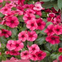 ราคา 20 เมล็ด ดอกแพงพวย แพงพวยฝรั่ง เมล็ดดอกไม้ Vinca Periwinkle Seeds สายพันธุ์ Raspberry (21271957912)