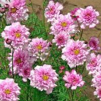 ราคา 100 เมล็ด ดอกดาวกระจายเซนเซชั่น ดอกคอสมอส ดาวกระจาย Cosmos Flower Seeds สายพันธุ์ Double Dutch Rose Cosmos (21342279968)