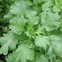 ราคา 300 เมล็ด ผักตั้งโอ๋ หรือ ตังโอ๋ หรือ ตั่งออ เมล็ดผัก ปลอดสาร Garland Chrysanthemum Seeds (21817163200)