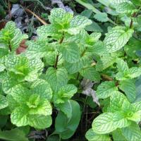 ราคา 100 เมล็ด สาระแหน่ไทยใบหอม สมุนไพรเครื่องเทศฝรั่ง เมล็ดผัก ปลอดสาร Garden Vegetables (21824650198)