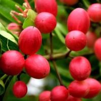 ราคา 1 ต้น ต้นกล้า มะม่วงหาวมะนาวโห่ พร้อมปลูก ขนาดต้นสูง 50 60 ซม ขึ้นไป (22170739517)