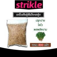 ราคา เมล็ดผักชีลาว ทรงพุ่ม หนัก 500กรัม เมล็ดพันธุ์ผักชีลาว เมล็ดสมบรูณ์ โตง่าย โตเร็ว ผลผลิตงาม เมล็ดพันธุ์ผัก (22050630017)
