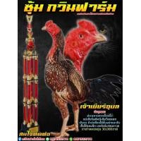 ราคา เจ้าเยียร์อุบล ไข่ไก่ชนพม่า เบอร์แข้งสายเลือดเจ้ามหานคร ชุดพิเศษ รับประกันแท้ (21723988483)