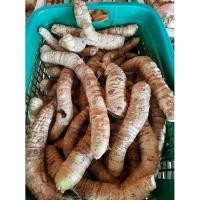 ราคา ว่านพญาจงอาง ไม้โบราณนิยมปลูกไว้ริมบ้านเพื่อกันงู กันสิ่งไม่ดีเข้าบ้าน ปลูกวางทุกทิศ (8668865450)