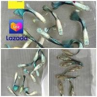 ราคา ปลาหางนกยูงสวย ประดับอ่างบัวหน้าบ้าน มองแล้วร่มรื่น สีสวย บลูนีออน ออกลูกง่าย โตไว จัดส่งจากฟาร์มทุกวัน ส่งจากปทุมธานี (22822489988)