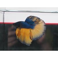 ราคา ปลากัดรวมฮาฟมูนแฟนซีสวยงาม ปลากัดไทย ปลากัดสวยงาม ปลากัดหม้อโค่ยกาแลคซี่ ปลากัดฮาฟมูนสวยงาม ปลากัดไทย ปลากัดสีสันสดใส ชอบน้องปลากัดตัวไหนเลือกได้เลย (22817833137)