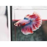 ราคา ปลากัดรวมฮาฟมูนแฟนซีสวยงาม ปลากัดไทย ปลากัดสวยงาม ปลากัดหม้อโค่ยกาแลคซี่ ปลากัดฮาฟมูนสวยงาม ปลากัดไทย ปลากัดสีสันสดใส ชอบน้องปลากัดตัวไหนเลือกได้เลย (22817833138)