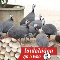 ราคา ไข่เชื้อไก่ต๊อก ชุด 5 ฟอง สำหรับฟัก (12600569070)