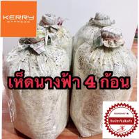 ราคา เชื้อเห็ดนางฟ้า 4 ก้อน แถมฟรีคู่มือการเพาะ เชื้อเห็ดมีคุณภาพทุกก้อน (1016402312)