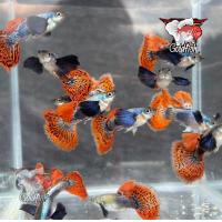 ราคา อาหารปลาหางนกยูง ปลาหางนกยูง โมเสทหูช้าง เซ็ท1คู่ พร้อมผสม มีประกันสินค้าคะ สวยๆแข็งแรงคะ (22824333269)