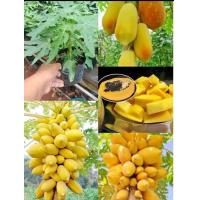 ราคา เมล็ดมะละกอเหลืองกระบี่ปลูกในกระถางก้อได้กินเนื้อในสีเหลืองอร่อย ตำส้มตำได้ (22587038687)