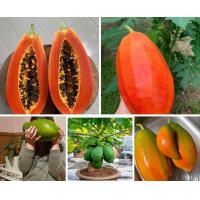 ราคา เมล็ดพันธุ์มะละกอเรดเลดี้ เนื้อสีแดงสด หายาก ต้นเตี้ย รสหวาน ติดผลเร็ว (22544216066)