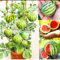 ราคา เมล็ดแตงโมจิ๋วแตงโมคอนโดเมล็ดพันธุ์แตงโมจิ๋ว 30เมล็ดงอกง่ายโตไวลูกดกแตงโมกระถาง แตงโมแคระ (22546395830)