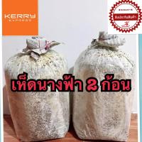 ราคา เชื้อเห็ดนางฟ้า 2 ก้อน แถมฟรีคู่มือการเพาะ เชื้อเห็ดมีคุณภาพทุกก้อน (1016340672)