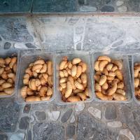 ราคา ด้วงสาคู ด้วงมะพร้าว หนอนด้วง อาหารชูการ์ไกรเดอร์ 200กรัมส่งแบบเป็นๆ30 35ตัว (22869932824)