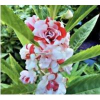 ราคา เมล็ดพันธุ์ ดอกเทียนซ้อน สีด่างส้ม ขาว เทียนซ้อนด่าง ราคาถูก ปลูกง่าย ดอกสวยมาก ซื้อ10แถม1 คละได้ (9941553976)