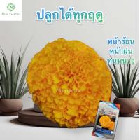 ราคา เมล็ดพันธุ์ ดาวเรือง สีทองเข้ม ดอกใหญ่10 12 ซม อัตรางอก 95 (22857441661)