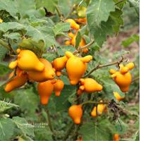 ราคา 20 เมล็ด เมล็ดพันธุ์ มะเขือการ์ตูน มะเขือมิกกี้เมาส์ มะเขือนมสาว Solanum mamosum L (22523991582)