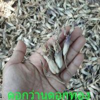 ราคา ผู้ เมีย ดอกว่านดอกทอง ปลุกเสกจากขเมร Elettariopsis ว่านดอกทอง ว่านราคะ ว่านมหาเสนห์ ที่สุดแห่งว่านมหาเสน่ห์ (20977272755)