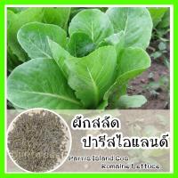 ราคา พร้อมส่ง รหัส 126 เมล็ดพันธุ์แท้ OP แท้ ผักสลัด ปารีสไอแลนด์ Parris Island Cos Romaine Lettuce เมล็ดพันธุ์สลัด (8787552228)