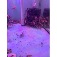 ราคา อาหาร ป เรดเทล ตัวละ180บาท (22797982948)