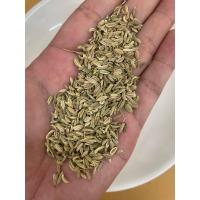 ราคา เทียนข้าวเปลือก 250 กรัม ทราข้าวเปลือก สมุนไพร เครื่องเทศ ยี่หร่าหวาน เทียนแกลบ Fennel Seeds 小茴香 Xiao Hui Xiang (22559250144)