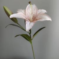 ราคา HONGUS ห้องนั่งเล่นในห้องนั่งเล่น สวนในสวน สง่างามเรียบหรู แต่งงานในงานแต่งงาน สไตล์นอร์ดิก ลายดอกไม้ดอกไม้ ต้นไม้ปลอมปลอม ลิลลี่เทียม ช่อดอกไม้สำหรับเก็บสัมภาระ ดอกไม้ประดิษฐ์ประดิษฐ์ (22361815673)