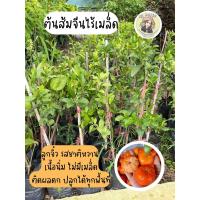 ราคา ต้นส้มจีนไร้เมล็ด กิ่งเสียบยอด สูง60ซม ต้นพร้อมลงปลูก (20666764804)