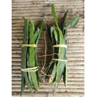 ราคา ท่อนพันธุ์แก้วมังกร แก้วมังกร เนื้อขาว ลูกสีแดง ติดลูกทั้งปี ท่อนยาวตัดแบ่งปลูกได้ (13392833079)