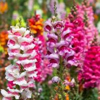 ราคา เมล็ดพันธุ์ดอกลิ้นมังกร 500 เมล็ด (22911837293)