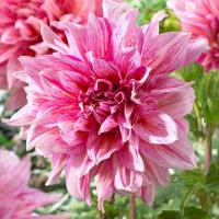 ราคา 25 เมล็ด ดอกรักเร่ รักแรก รักเร่ Dahlia Seeds (22014650364)