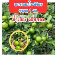 ราคา มะนาวแป้นพิจิตร น้ำเยอะ ขายคละไซต์ กลิ่นหอม สด สะอาด เก็บสดจากสวน (22773155912)