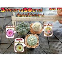 ราคา จัดเซ็ต 6 กระถาง 50 บาท และ 3 กระถาง 50 บาท จัดส่งทั้งกระถาง ต้นกระบองเพชร ต้นแคคตัส แคคตัส กระบองเพชร (21997465600)