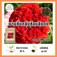 ราคา เมล็ดพันธุ์ ดอกบานชื่นกลีบซ้อนสีแดง บรรจุ 300 เมล็ด (21037852368)