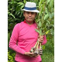 ราคา ทองหลางน้ำ พี่เลี้ยงทุเรียน แบบตุ้มตอน 38 (18540811736)