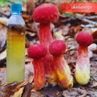 ราคา เชื้อเห็ด ผึ้งข้าว โปร5แถม1 น้ำเชื้อเห็ดผึ้งในสภาพปลอดเชื้อ เชื้อบริสุทธิ์ เส้นใยแข็งแรง (22849071824)