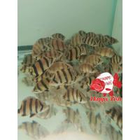 ราคา อาหารปลา ปลาเสือตอ ไซร้2 3นิ้ว มีประกันสินค้าคะ (22824103992)