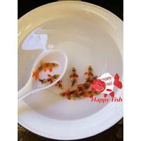 ราคา อาหารปลา ปลาหมูอินโด ไซร้2นิ้ว มีประกันสินค้าคะ (22824145459)