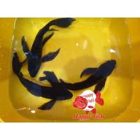 ราคา อาหารปลาคราฟ ปลาคราฟจักพรรดิ์ สีดำ สีทอง สีขาวแพลตตินั่ม ไซร้4 5นิ้ว มีประกันสินค้าคะ (22824253004)