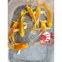 ราคา อาหารปลาคราฟ ปลาคราฟจักพรรดิ์ สีดำ สีทอง สีขาวแพลตตินั่ม ไซร้4 5นิ้ว มีประกันสินค้าคะ (22824253002)