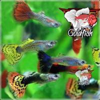 ราคา อาหารปลา ปลาหางนกยูง คละสายพัน พร้อมผสม สวยๆ ผ ม 10ตัวแถม2 มีประกันระหว่างจัดส่ง ตกแต่งตู้ปลาสวยงาม (22824292533)