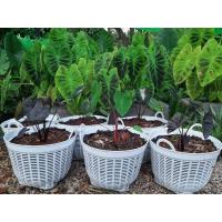 ราคา เข่งพลาสติก 5 ใบ ตะกร้าปลูกต้นไม้ เข่งปลูกต้นไม้ ตะกร้าพลาสติก เบอร์6 15 นิ้ว หลายสี หนา แข็งแรง ตะกร้า (21449671084)