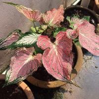 ราคา ต้นบอนสี ฮกหลง สีชมพูสวยฟอร์มแน่น (19420700523)