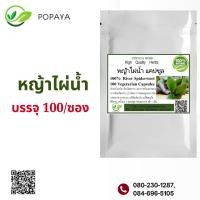 ราคา หญ้าไผ่น้ำผง 100 แคปซูล ขับปัสสาวะ (21675847758)